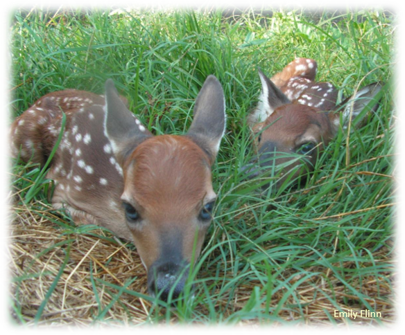 Ever wonder if #camouflage patterns are affected by a #changinglandscape? We found evidence of a potential mismatch between a greatly altered landscape (high ag use area) and #whitetail deer fawn spotting characteristics. Check it out!! researchgate.net/publication/32…