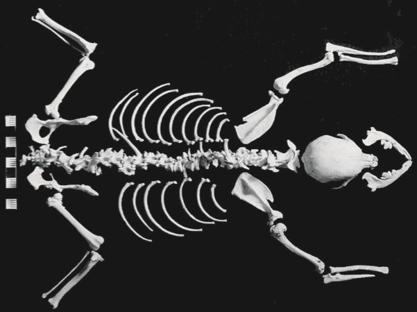 Today’s #ClassicalZooarchaeology thread is on the 🐕Yasmina Dog🐕, my favorite Roman dog, published by M. MacKinnon and K. Belanger

It’s a sad story, with a (sort of) happy ending
/1