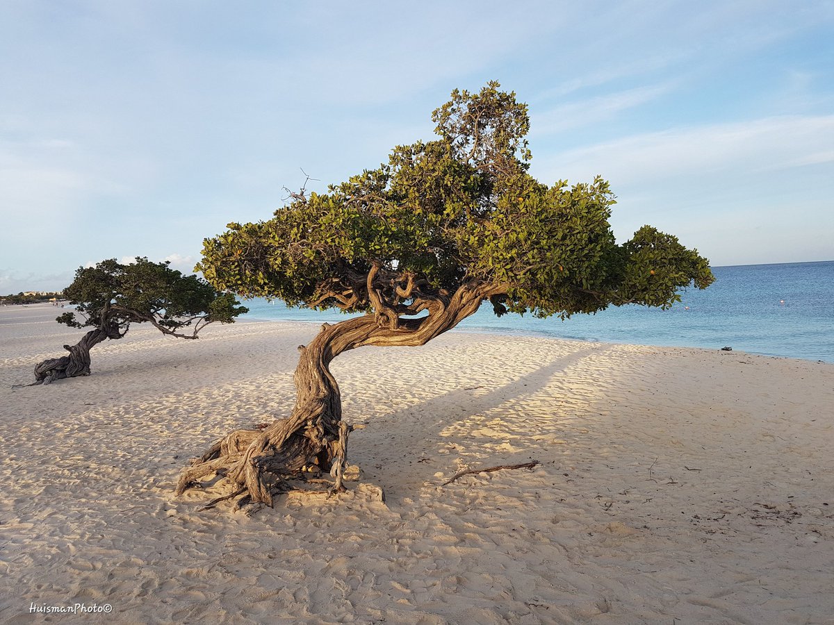 HuismanPhoto's tweet photo. #Aruba #island #worldpics #photo#foto #fotografie #beautifull #photooftheday #nice #cool #photographer #IslandLife #fofoti https://t.co/x3Hg601lfc