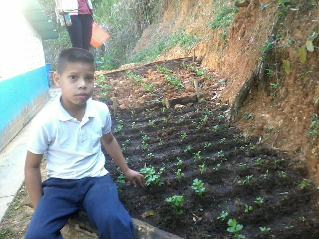 PTMSanzoategui's tweet photo. Conuco escolar EB Peñas Blancas Municipio Carvajal Estado Anzoátegui
siembra de Cilantro https://t.co/zvhYqC9D3e
