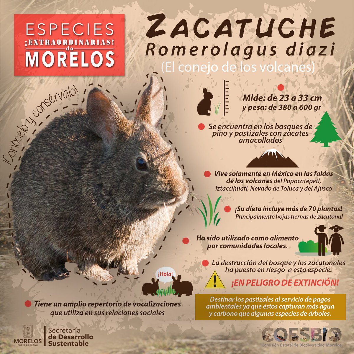 coesbio's tweet photo. Escucha a @li_ligoflo y Fabio Fuentes en @CapitalFM1053 #Cuernacaca 105.3 FM EN VIVO a las 2:25 hoy viernes, conversando sobre el Zacatuche o Teporingo, conejito de los volcanes, especie extraordinaria de #Morelos y en peligro de extinción #biodiversidad https://t.co/izv93kDvCk