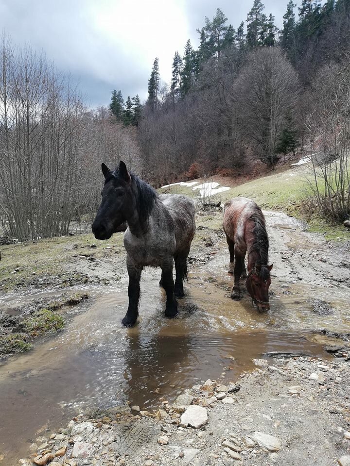 SmallFarmMounta's tweet image. Read and share my project to help...