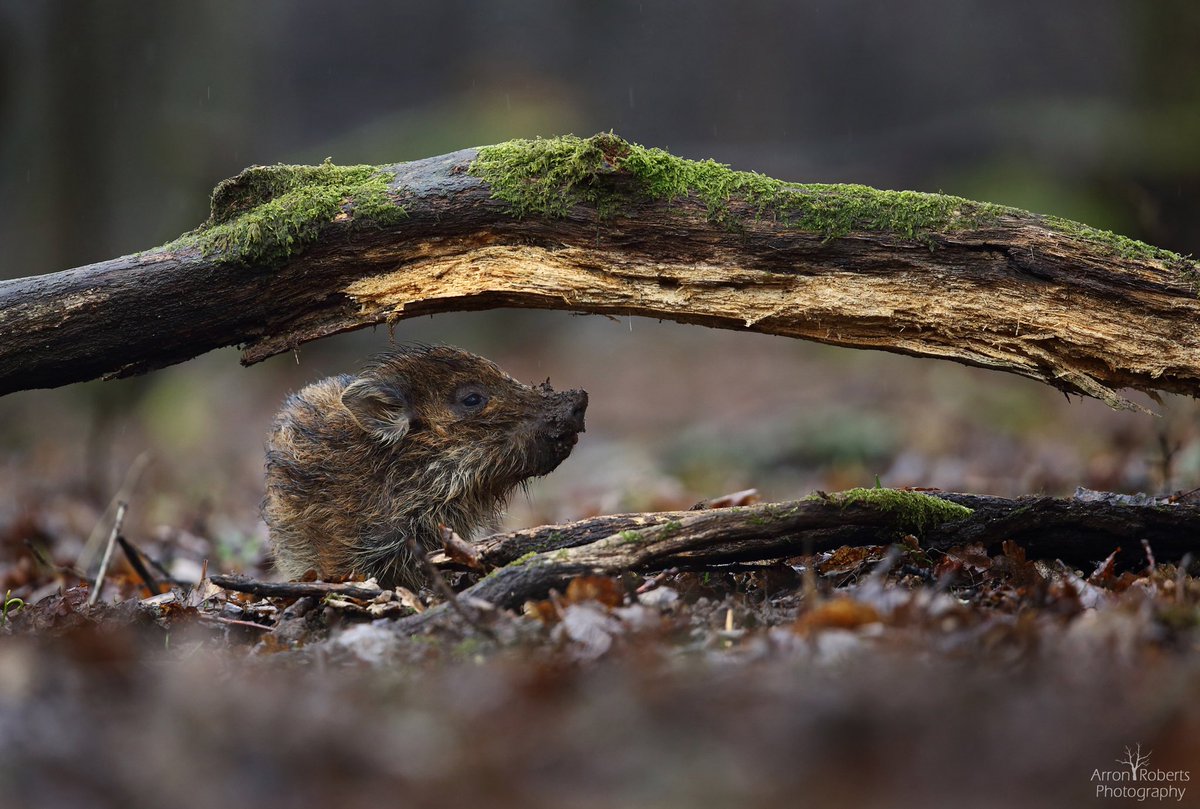 Little humbug sheltering from the rain #forestofdean @wildlife_uk <a href="/Mammal_Society/">Mammal Society</a> <a href="/BWPAwards/">British Wildlife Photography Awards</a> <a href="/BBCSpringwatch/">BBC Springwatch</a>