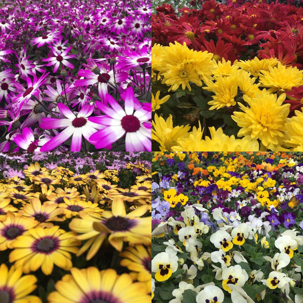 stretchrunjim's tweet image. Not sure what color you need, but we have it! #colorfordays #thegorillaintukwila #PNWSBF @MrDonnieErb @THDPNWPride @stjohn_c