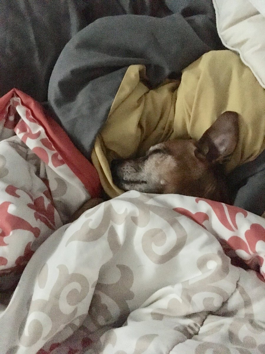 SnuggleDogH's tweet photo. It’s snuggle Friday! #snuggleanytime #ilovesnuggle #thisismybed #batdog https://t.co/JAZHpwKKqt
