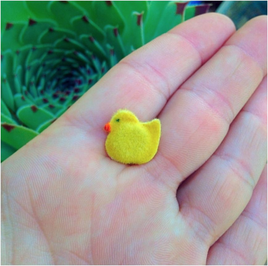 BOBHQ's tweet photo. The most adorable Scrubber Ducky for your bong you've ever seen, amiright? 🐣
Use their adorable scrubbies to clean your glass naturally and safely! They work by magnetic magic 🔮🐥 
Photo Cred @quickcleanbong https://t.co/AhC8a9xxsV