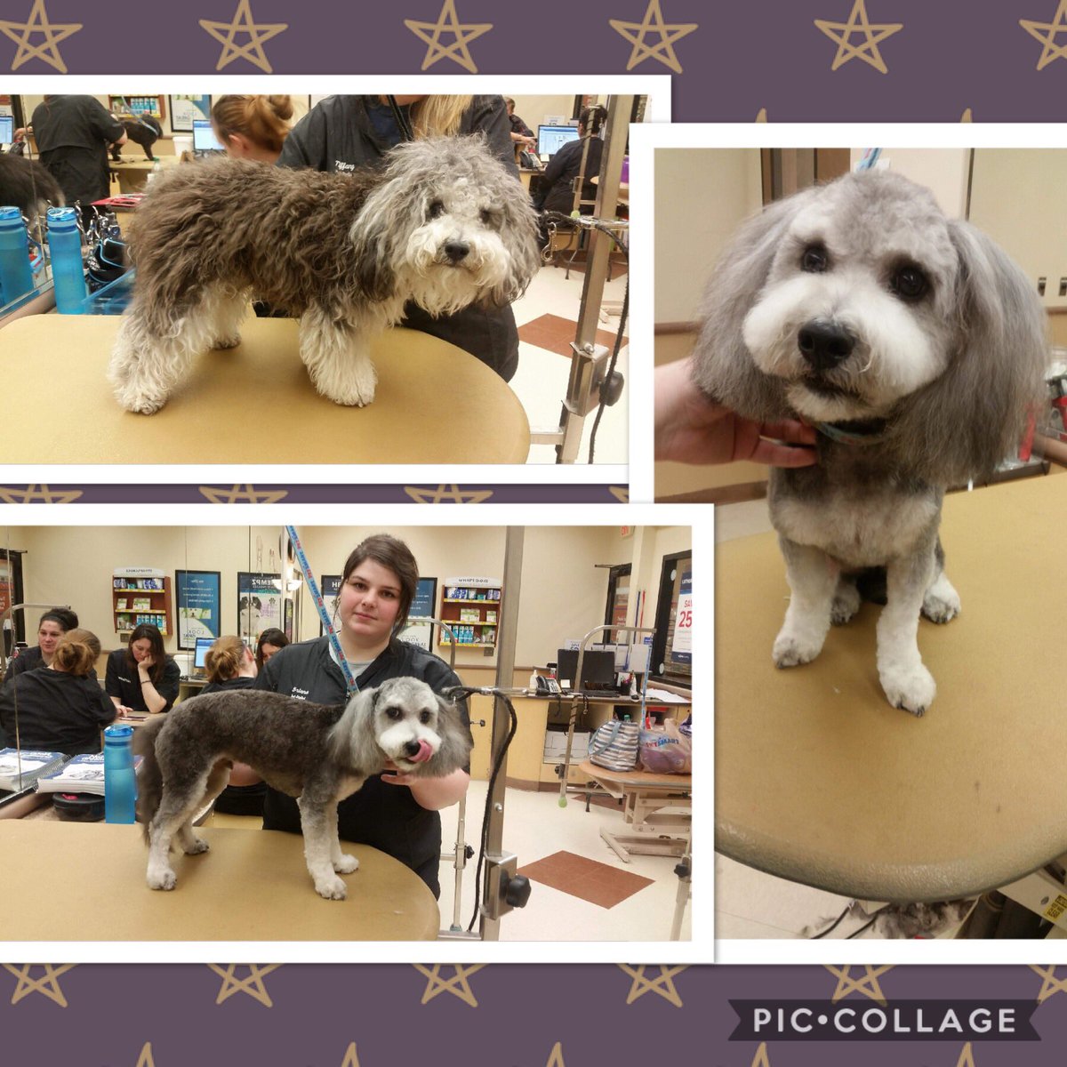 Roughy came in for a spring cleaning with Briana #northeastgrooming #1481 #sepa category extreme makeover <a href="/Monicalovespets/">PetSmartNortheast</a> <a href="/allen_webb/">Webb Allen</a> <a href="/mary_datsepa1/">Mary DAT SE PA/C PA</a> <a href="/ssklr11/">Kristie Reisenweaver</a>