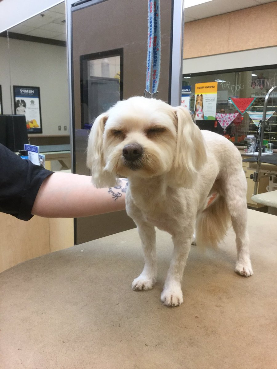 #extrememakeover #cny #northeastgrooming Gingers first haircut done in 1 year by Katie.