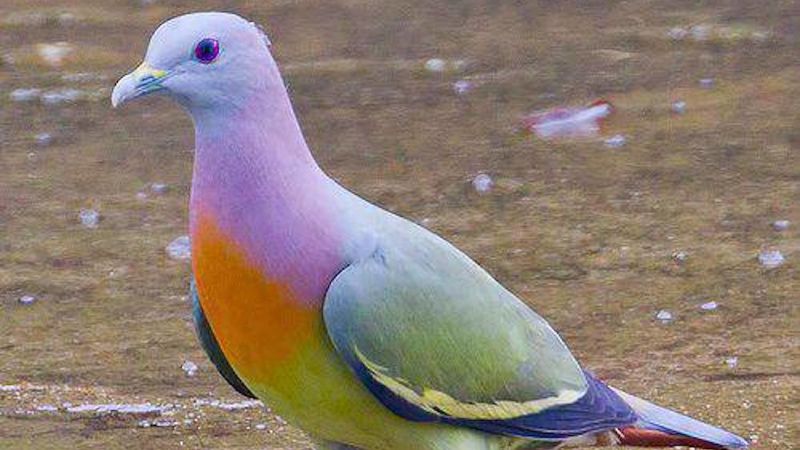 Jezebel's tweet photo. I am the hypebeast pigeon. Get inspired https://t.co/pywHJtSwtW https://t.co/IhIU7ONdhH