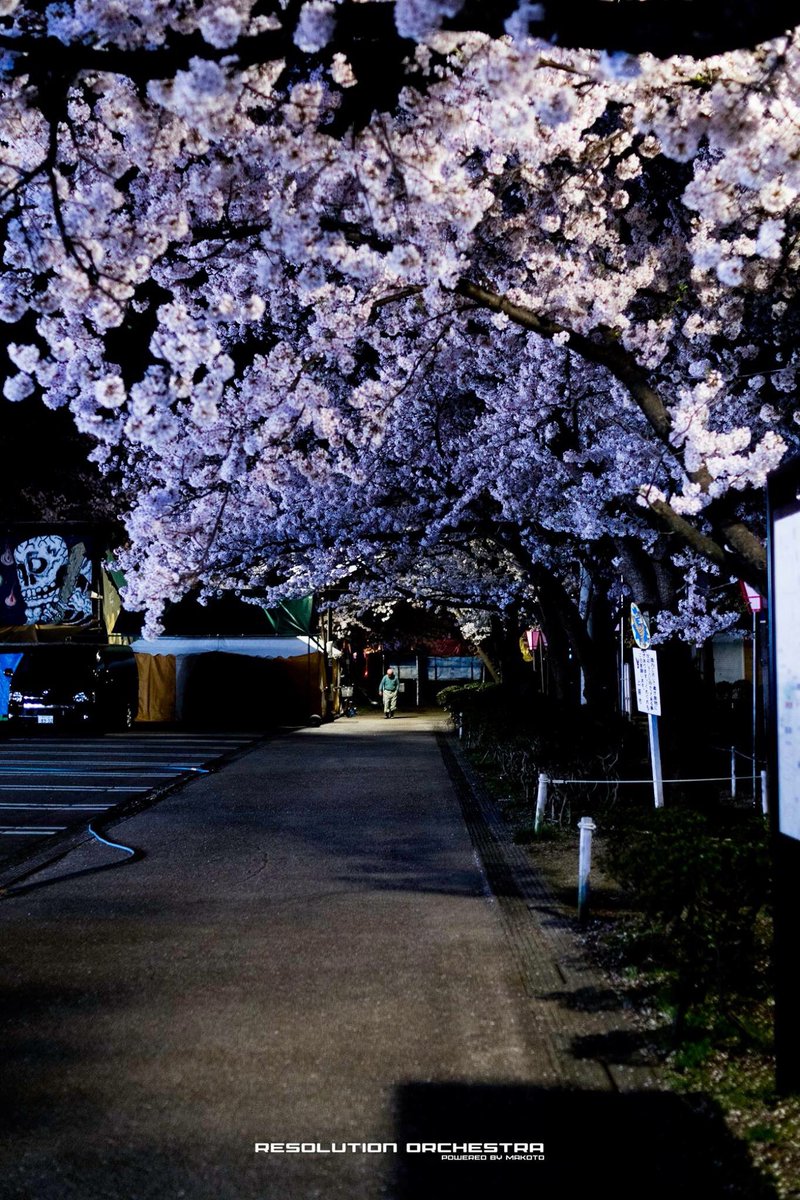 Refrectal's tweet photo. #sigma 30mm f1.4
#nippon 
#japan 
#niigata
#jyoetsu
#takada 
#takadapark 
#cherryblossom 
#新潟 
#上越 
#高田 
#高田公園 
#桜 
#写真好きな人と繋がりたい 
#写真撮ってる人と繋がりたい 
#写真で伝えたい私の世界 
#resolutionorchestra https://t.co/NY9fUYAEYJ