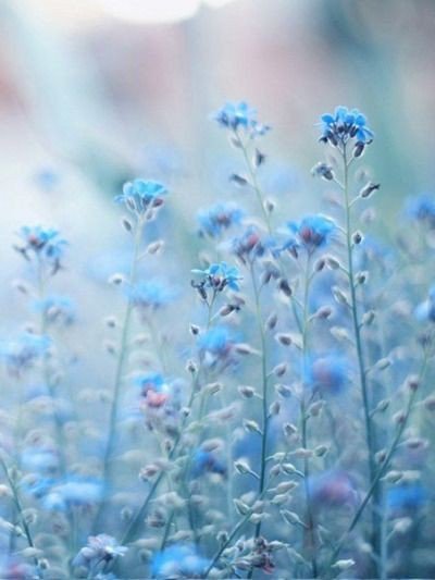 EXO_VISUALS's tweet photo. the most

beautiful part is,

i was a rotten flower

not even looking

for someone

to wash over me

yet here you are,

you found me,

you nurture me.

#XIUMIN https://t.co/gSvg8NtY2W