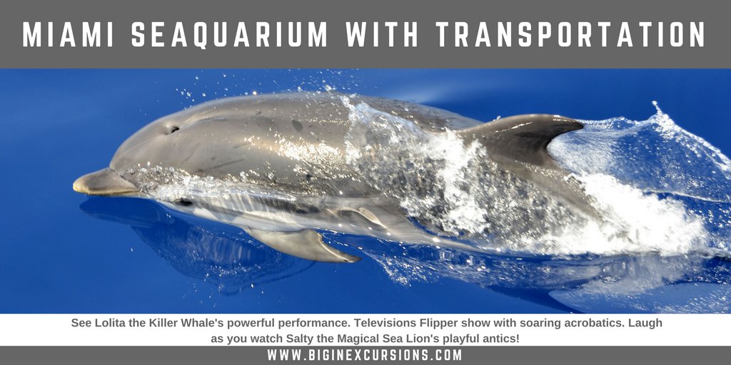 BigInExcursions's tweet photo. Miami’s pride, this world class marine life entertainment park offers eight different marine animal shows daily. Miami Seaquarium is a place of inspiration, information, and fun under the Florida sun!

BOOK TODAY WITH TRANSPORTATION: https://t.co/HCV1HncOBs #Miami #Travel https://t.co/C4Tk7rI0L5