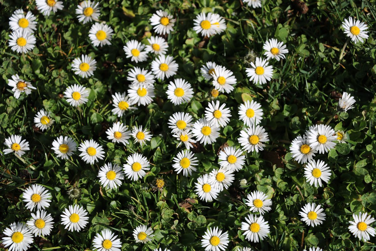 _INSPIRACIONES's tweet photo. Wild flowers https://t.co/bWFaVlMlGN