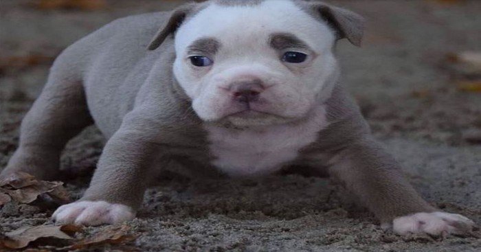 chienchatlovers's tweet photo. Ce chien a tellement de gros sourcils qu’il a constamment l’air d’un clown triste! https://t.co/oA5c6EWdUz https://t.co/028ODRm0kR