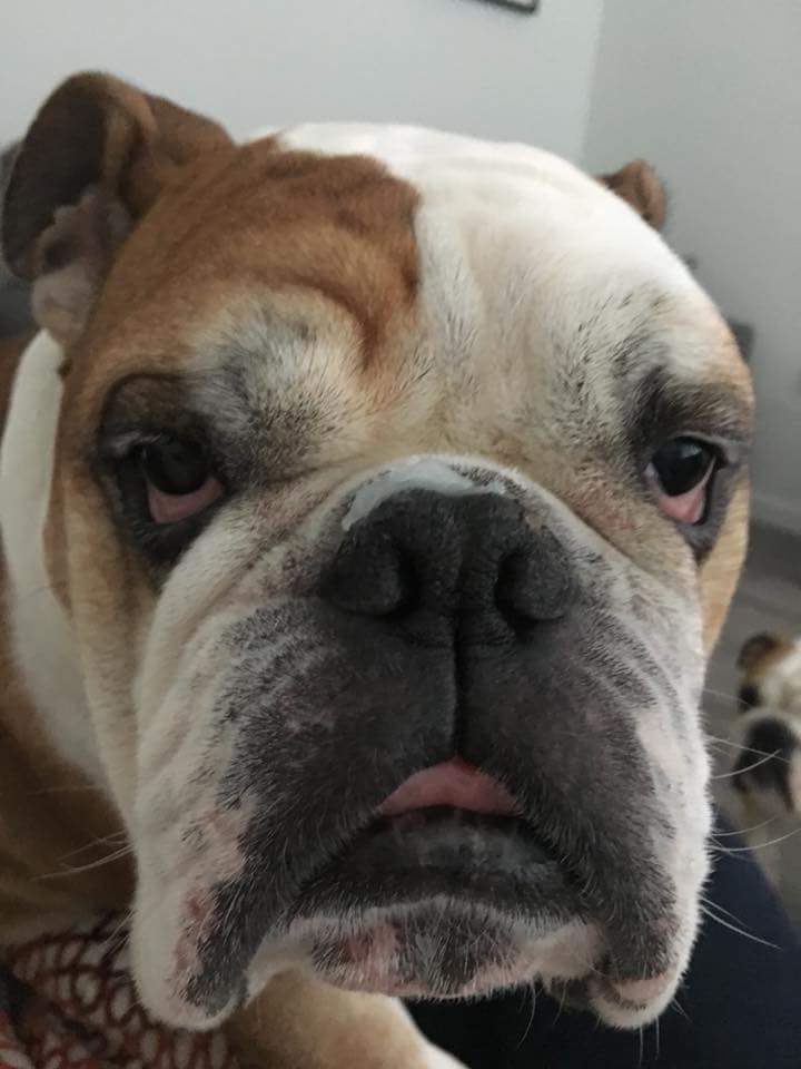 EdwardsFriend's tweet photo. โExcuse me mummy! Just who do you think youโre putting Vaseline on my nose!โ
Alfie (adopted โค๏ธ) #theedwardfoundation #bulldogs #rescue #grumpychops https://t.co/gOLM6KXbCM