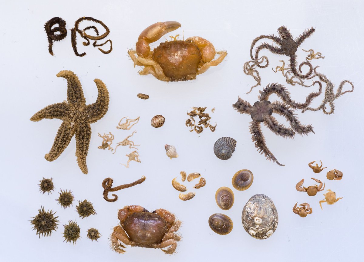 DanSmale1's tweet photo. Massive kudos to @harryteagle1 who has identified 324 species of kelp-associated invertebrates and seaweeds (representing 7 phyla) during his Phd research. Impressive #biodiversity data. https://t.co/MbYkbGdGDk