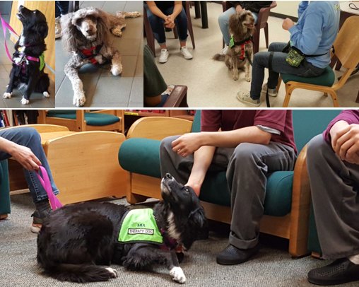 somethingtoadd's tweet image. Berit &amp;amp; Mia from @divinecanines came to visit the boys and girls at Gardner Betts today, they're hard workin' therapy dogs making a difference in our students' lives!
