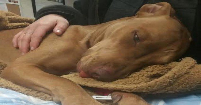 chienchatlovers's tweet photo. Cette chienne a été retrouvée inanimée car elle avait été droguée. Heureusement, elle a été sauvée in extremis par de bon samaritains. https://t.co/dQVSL6JZRJ https://t.co/xkiQXrmOm5
