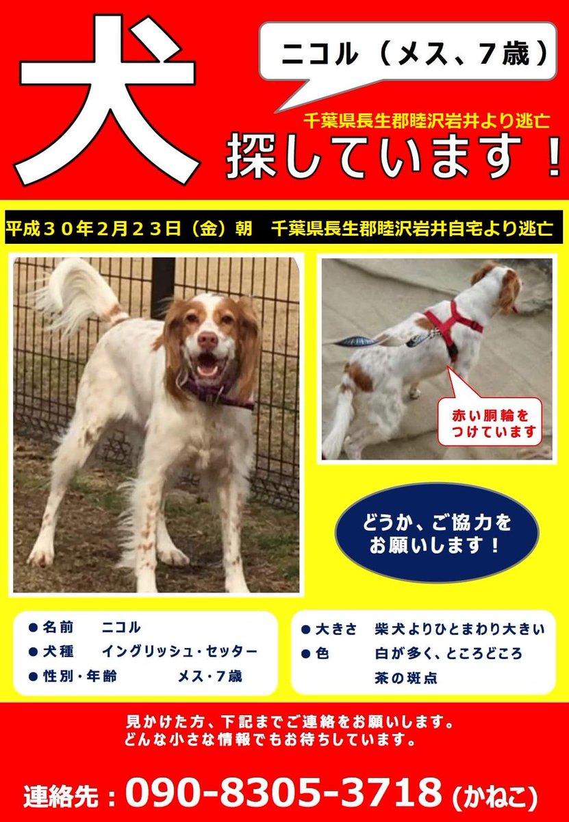 Shippo Mum Pa Twitter 千葉県 長生郡 迷子犬 捜索中 イングリッシュセッター 元保護犬 情報求む ガンドッグ 狩猟犬 迷子 関東 迷子になってまだ見つかっていません どうかみつかりますように Shippo Mum Pa Twitter 千葉県 長生郡 迷子犬 捜索中 イングリッシュセッター 元保護犬 情報求む ガンドッグ 狩猟犬 迷子 関東 迷子になってまだ見つかっていません どうかみつかりますように
