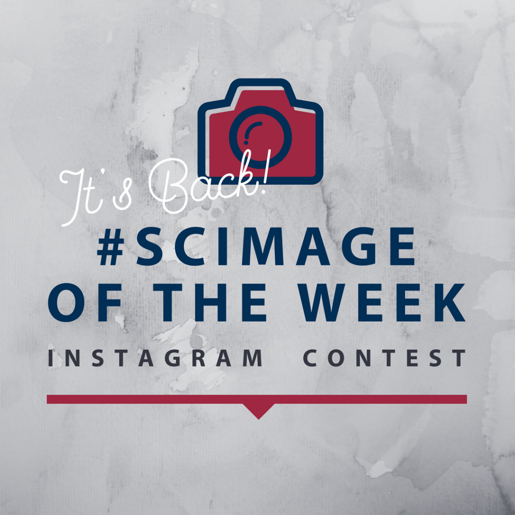 SterlingCLife's tweet photo. The SCimage of the week contest is back! Upload photos on Instagram full of SC Warrior spirit and tag them with #scimage, and you might be featured on Sterling College's Instagram page and win a $5 gift card to Broadway Market! Be sure to follow us @sterlingclife #scimage https://t.co/1JZeTs7Q4z
