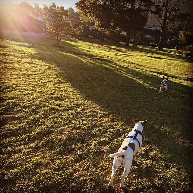 mvbavel's tweet image. Yay ball time! #adogslife ift.tt/2IxawJF