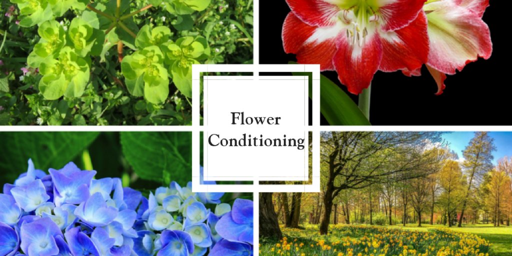 flowerarrmag's tweet photo. Flower conditioning is very important to maximise the longevity of flowers & foliage. Our current spring edition has a feature on it by @NBainFloristry. Do you have any conditioning tips you would like to share? #flowerconditioning #tips #spring https://t.co/bWI2jKjyfs