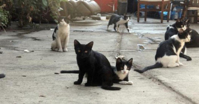 chienchatlovers's tweet photo. Un sans-abri décède brutalement alors qu’il prenait soin de 40 chats. Les habitants du quartier décident alors de prendre les choses en main. https://t.co/Nv2VhEagn6 https://t.co/j1NnKXATVr