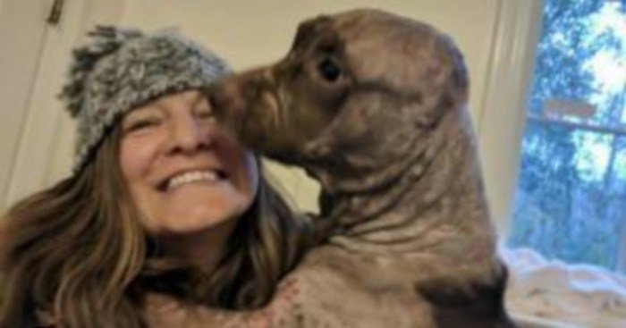 chienchatlovers's tweet photo. La vie d’un chien mutilé après une bagarre va basculer quand il va faire une rencontre qui va tout changer https://t.co/VNfzHo2RBH https://t.co/PqqNjq1Icj