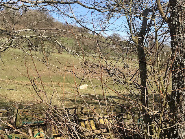 llawrbetwsCP's tweet image. @wxmsayshello sunshine, please stay with us.  Great to see the daffodils!