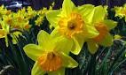 llawrbetwsCP's tweet image. @wxmsayshello sunshine, please stay with us.  Great to see the daffodils!