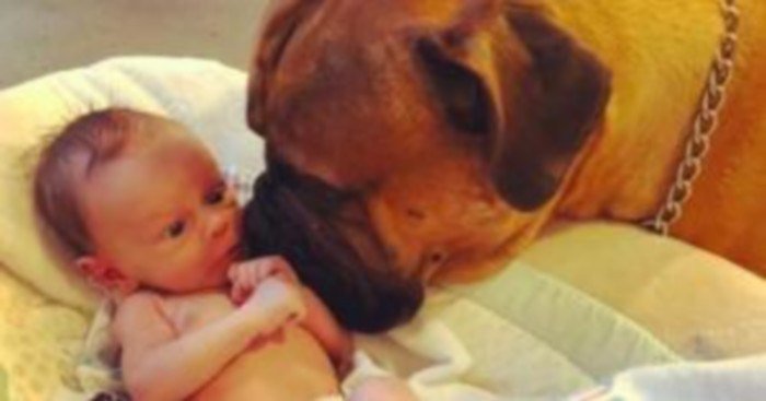 chienchatlovers's tweet photo. Un bébé ne peut s’arrêter de pleurer. C’est le chien de la famille qui trouve la façon de le réconforter https://t.co/swpG70rNig https://t.co/GzHxH4P39j
