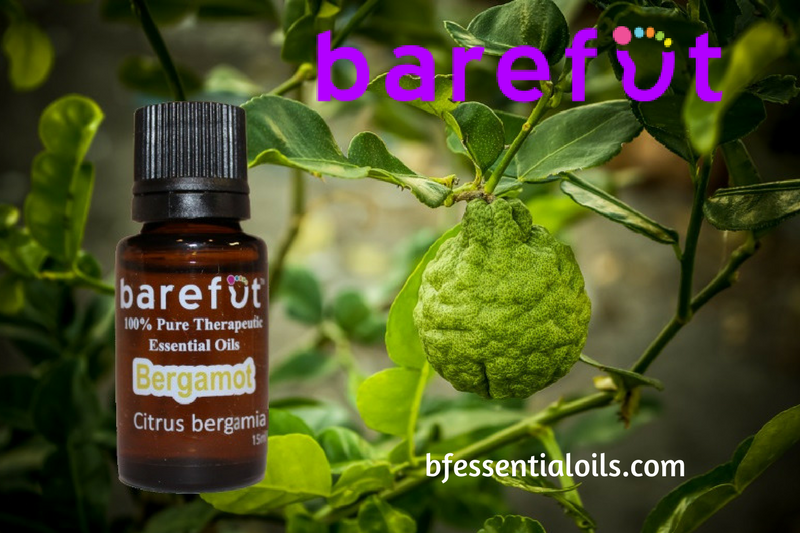 diana6a's tweet photo. Barefūt Essential Oils: Bergamot Essential Oil: “Sunshine in a Bottle” https://t.co/a5TyUj9eLY #essentialoils #aromatherapy #barefut #gobarefut #bergamot https://t.co/RTYyeTpZan https://t.co/UzV193AfFT