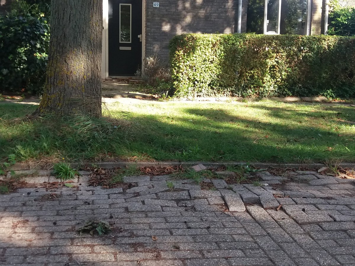 TONNconcept's tweet photo. Ben jij die uitstekende boomwortels ook zat? Wij hebben de permanente en natuurlijke oplossing. Met onze roosters hou je de bodem rond de boom open waardoor de wortels minder ver het vocht en zuurstof hoeven te zoeken! https://t.co/By7o0HEBFg