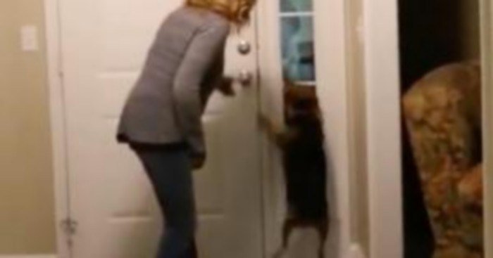 chienchatlovers's tweet photo. Après une absence, ils retrouvent finalement leur chien et ils reçoivent une énorme dose d’amour et de câlins https://t.co/7bjN2JNi10 https://t.co/9KLpkaMCwL
