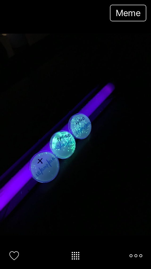 MrsEschete's tweet image. #transformationsuccess #ecoliexpressingjellyfishgene #glowingbacteria @BrenhamHS