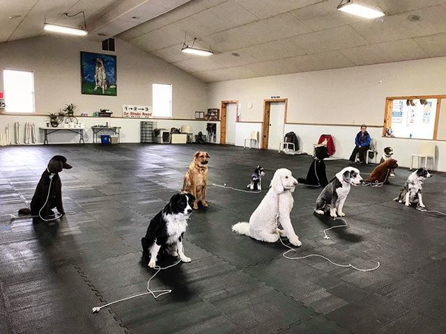 McCannDogs's tweet photo. Our 2PM Grade 3’s are showing off their sit-stays during their Thursday class! ..
.
.
#dogtraining #advanceddogtraining #fourleggedfamilymembers #dogtrainersofinstagram #i❤️dogs https://t.co/JJbhDzzQhz https://t.co/mFykTOlnXS