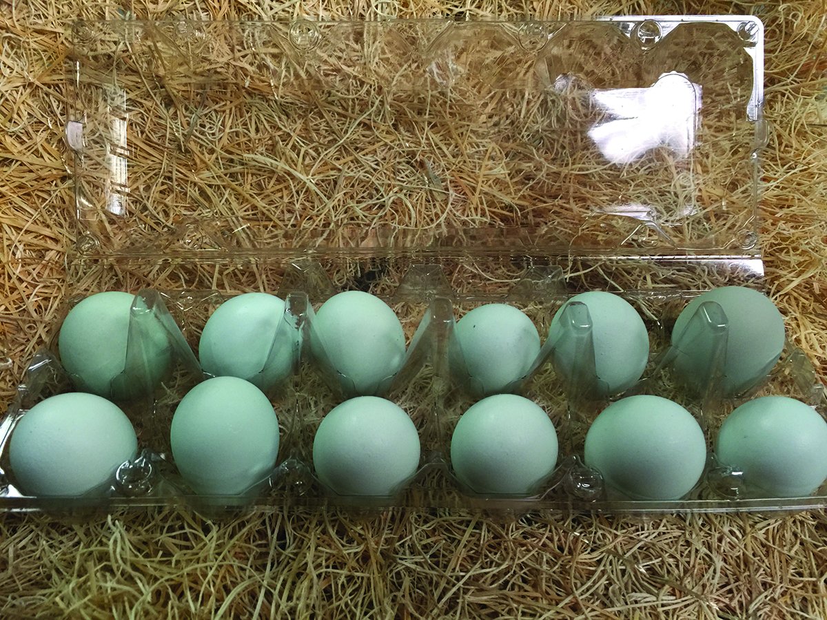 MurrayMcMurray's tweet photo. @American_Acres Yes, #WhitingTrueBlues (pictured), #Araucanas, #Ameraucanas, #EasterEggers, and #CreamLegbars https://t.co/1B0R8CF4KQ https://t.co/euZu3nbOLh