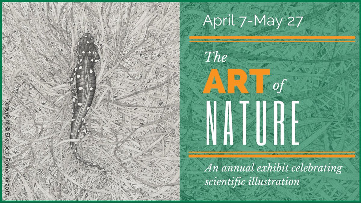 StephanieRozzo's tweet photo. Visit the Santa Cruz Museum of Natural History April 7-May 27 to see a print of my recent Monterey geology illustration and a couple of original botanical field guide illustrations in addition to the work of many other talented natural science illustrators. https://t.co/6brluzKCKu