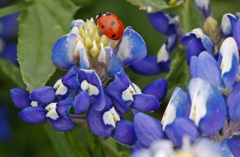 Are you calling it bluebonnet weekend? Here's where the #wildflowers are. 

star-telegram.com/news/local/com…