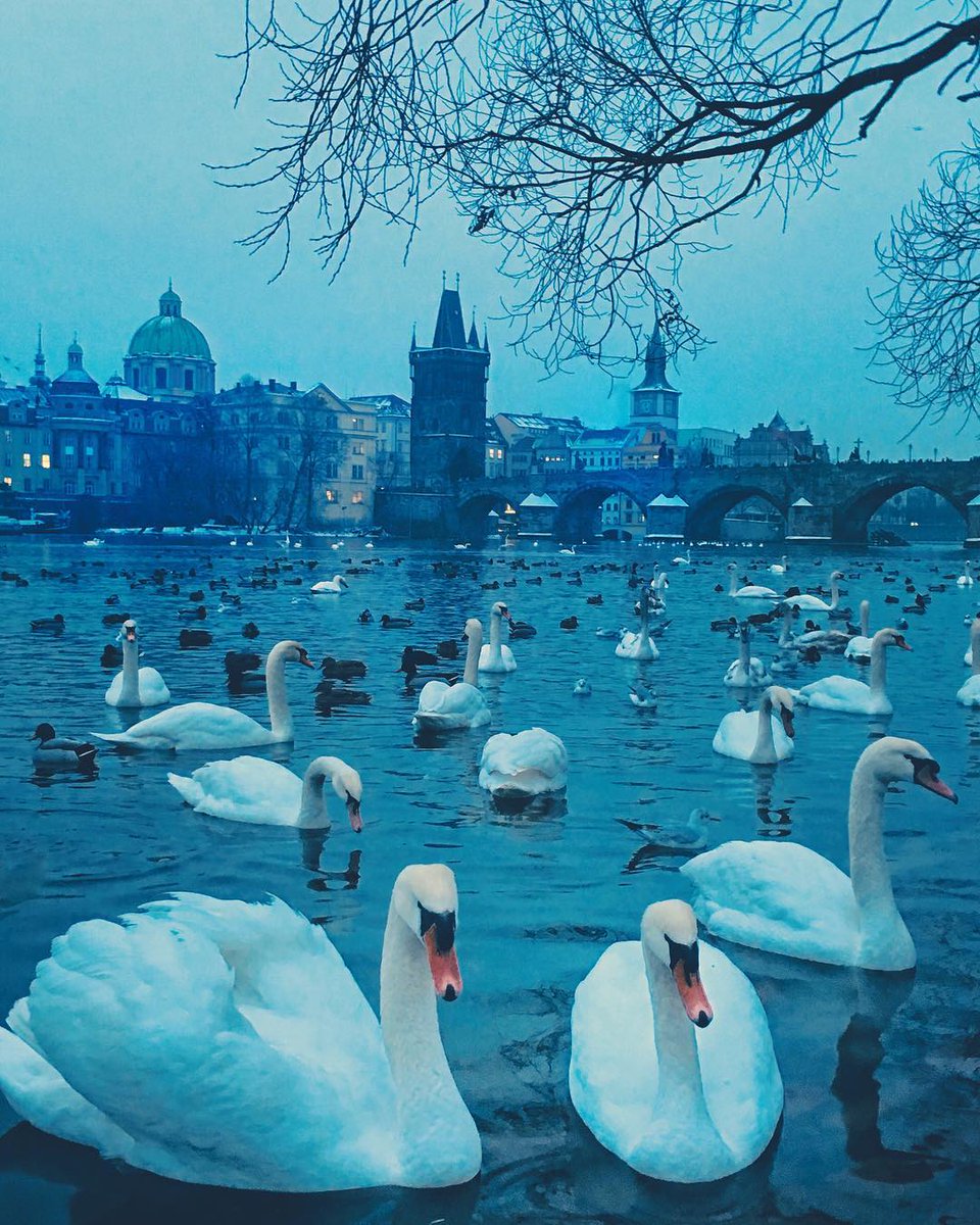 Nounahart's tweet photo. Swan Lake 
Prague, Czech Republic 

© Claudio Bezerra https://t.co/xDRqgTAz2m