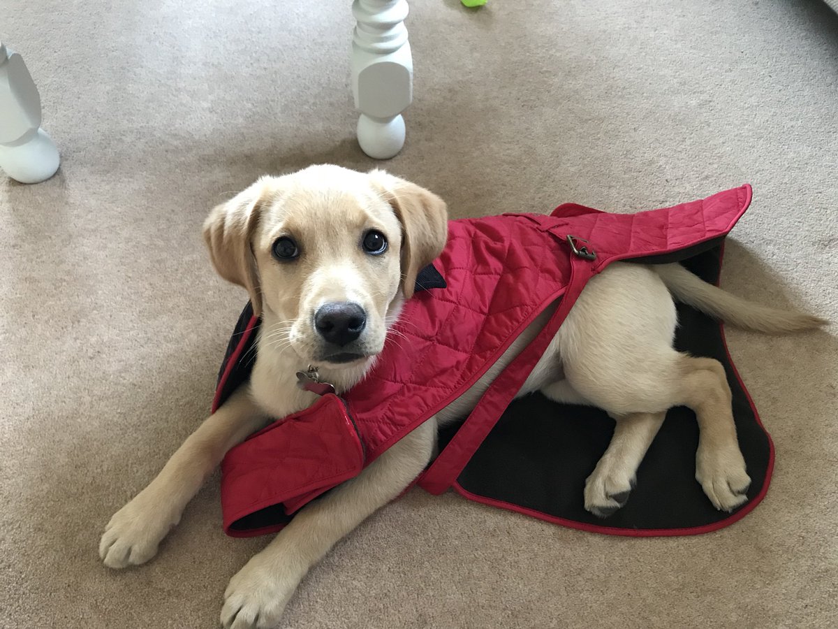 kerri2332's tweet photo. @Barbour Think Peppa needs to grow into her smart, big-girl Barbour coat! #BarbourDogs https://t.co/TWvDwYhgeI