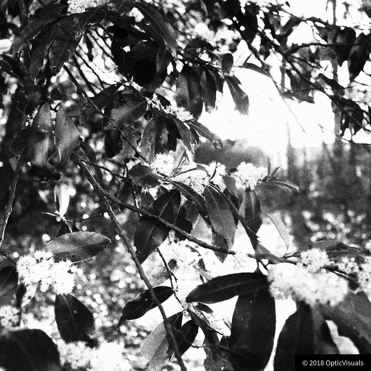 OpticVisuals's tweet photo. #nature#tree#flower#art#photo#capture#blknwht#beautiful#calm#pretty#natural#sunlight#photoshoot#cold#potrait#leaf#leaves#whiteflower#fruit https://t.co/0iddWSMs5W