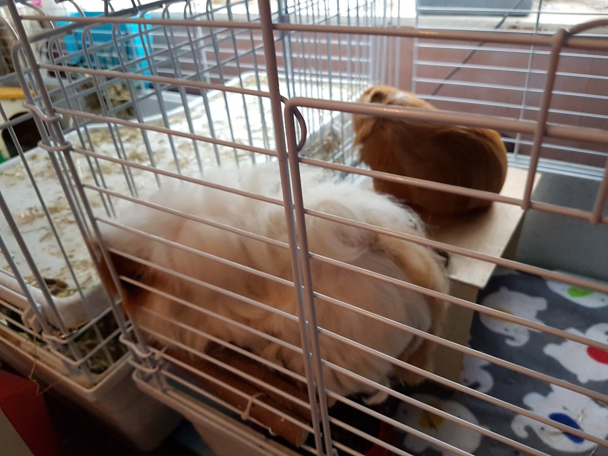 thepigposse's tweet photo. PHINEAS &amp; FURBY: yoohoo, neighbours, are you there? We're not selling anything, we've just moved in next door 😁
Helloooo ....
#guineapig #cavy #thepigposse🤘 #GingerDuo #neighbours https://t.co/mWGFXEo1PC