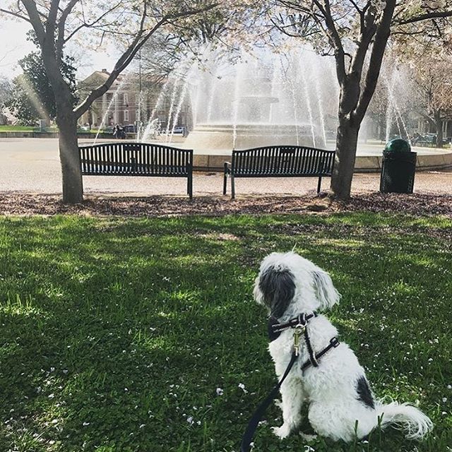 VisitShoalsAL's tweet photo. Tomorrow we kick off our April Walking Tours! Tomorrow’s Wilson Park Quadrant tour will begin at 10 AM in front of Kennedy-Douglass and will end at the Federal Court Room upstairs in the post office! Come join us! •
•
•
📸: @lifeisverykeri #visitflore… https://t.co/1gEiOA1V51 https://t.co/sYCodwPgdd