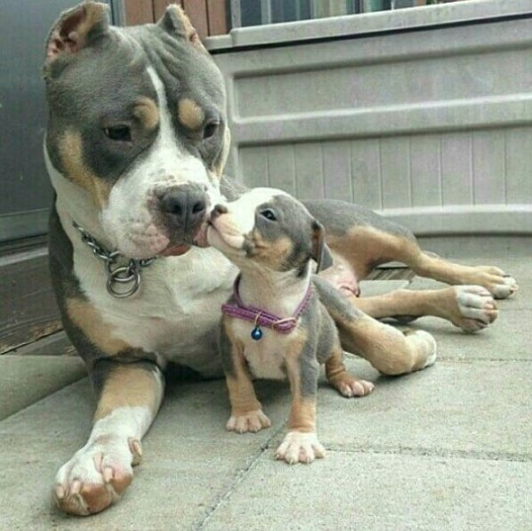 PitLoveOfficial's tweet photo. Mommy and son love no words to say all is expressed with this picture.
😘🤗😍

@SUFPFoundation #Pitbulls #dogsoftwitter https://t.co/lnzp0rmfsV