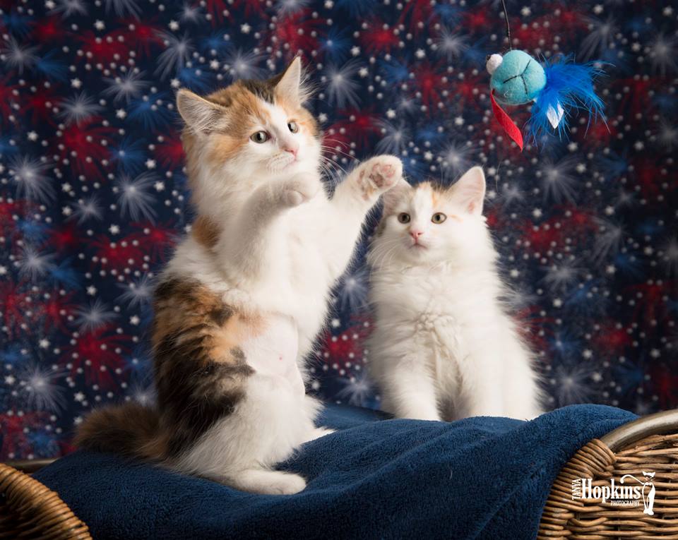 Hopkins_794's tweet photo. Our April newsletter is here! Read about canine calming balm and all the great food, treats, and accessories from Pet Wants Exton.  Don't miss upcoming tri-state events including Jackson Galaxy's Cat Camp NYC.
 https://t.co/Bt7aRRAtr2
#petwantsexton #dogs #cats #catcampnyc #NYC https://t.co/MQIEhoZ0Ww