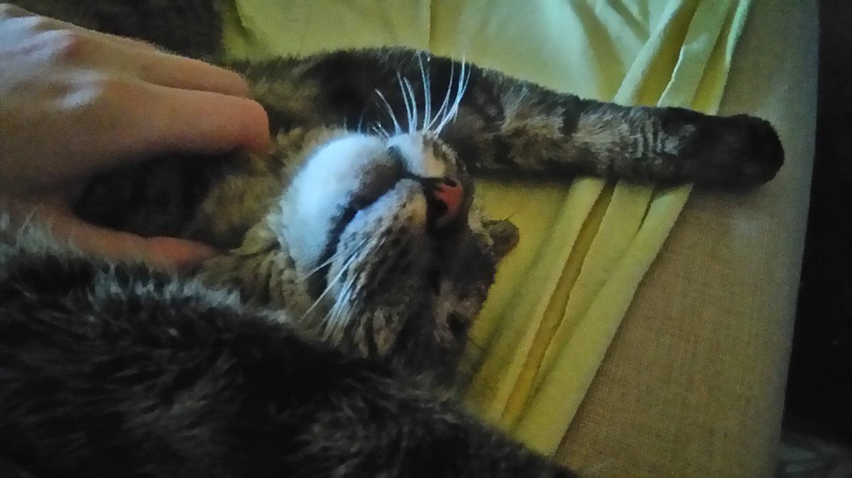 Aurelieax's tweet image. #mojkot aka umieram z rozkoszy