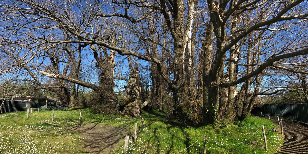 BioForestry's tweet photo. The “Hundred Horse” sweet chestnut. Probably the most stunning tree I have seen. It’s apparently the oldest sweet chestnut in the world at between 2-4 thousand years old, and only 5 miles from Mount Etna’s crater-one of the most active volcanos in the world! https://t.co/hnoDfBLqUf