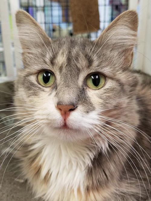 PAWSHertfordCo's tweet photo. Alice our long-haired beauty will be @Petsmart0668 Saturday looking for a home so go #AdoptDontBuy #ADOPT her or one of her kitty or doggy friends. #cats #catsofinstagram #catsoftwitter #RESCUE https://t.co/dN6zn3J4or https://t.co/0vFUAta60e