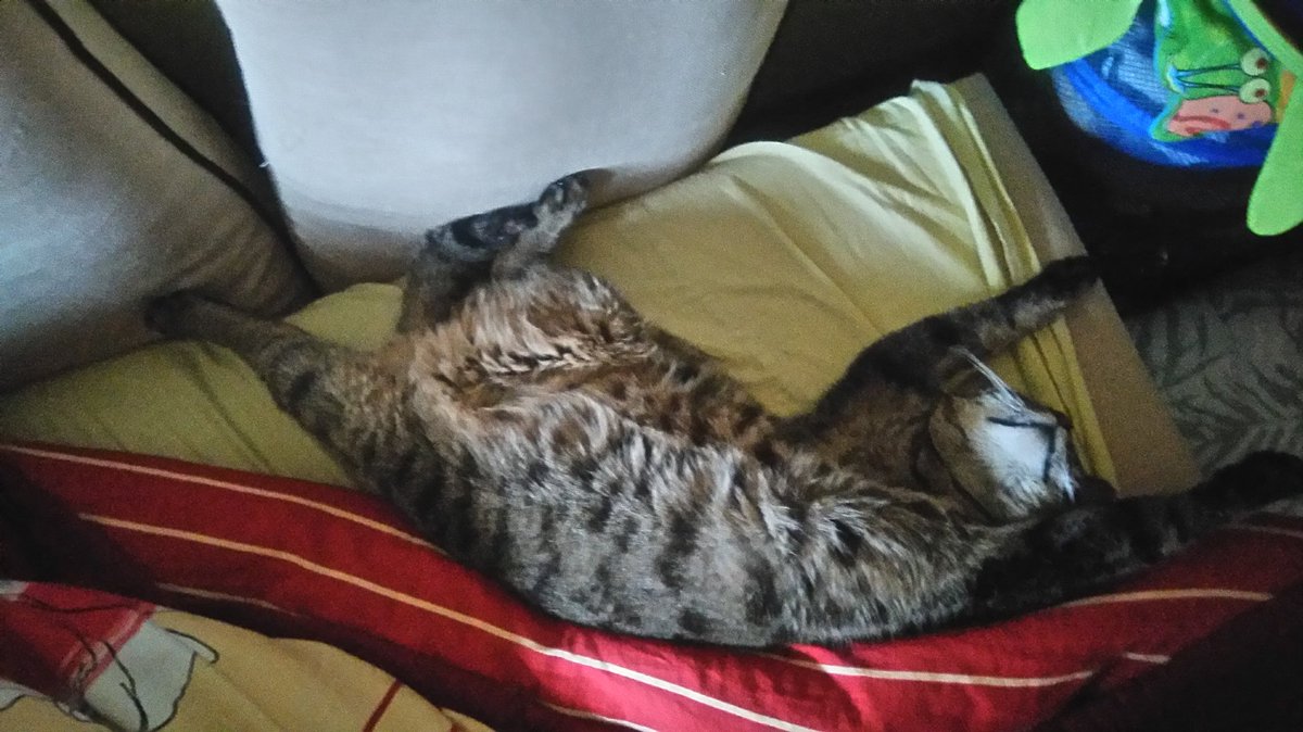 Aurelieax's tweet image. #mojkot aka umieram z rozkoszy